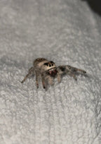 Maple - Light/Dark Phase x Black & White Lineage - Regal Jumper (Phidippus Regius)