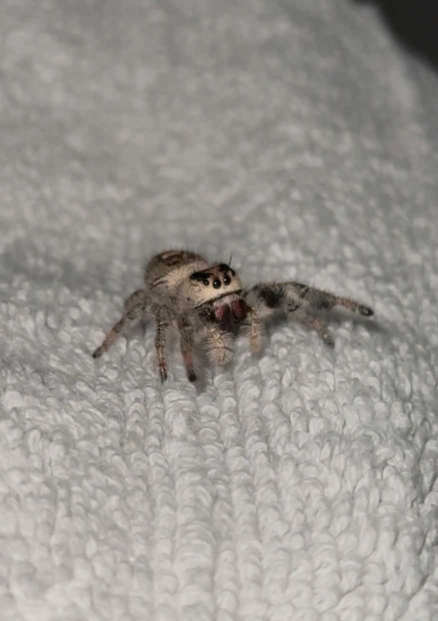 Maple - Light/Dark Phase x Black & White Lineage - Regal Jumper (Phidippus Regius)
