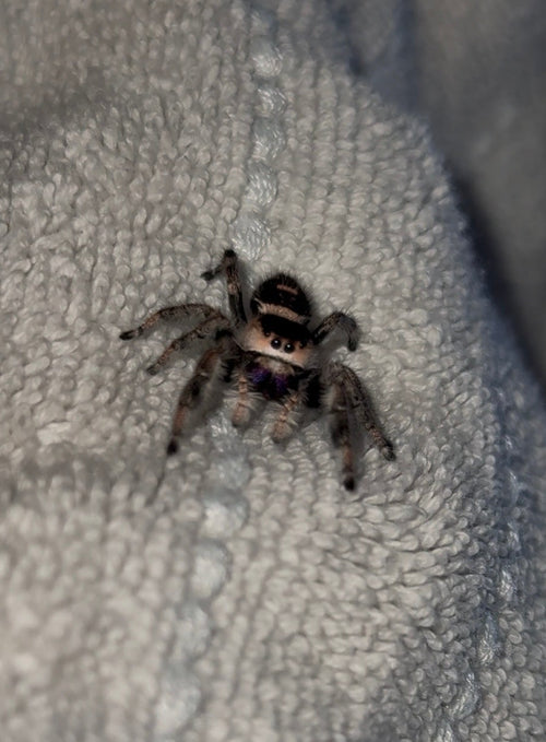 Maple - Light/Dark Phase x Black & White Lineage - Regal Jumper (Phidippus Regius)