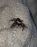 Maple - Light/Dark Phase x Black & White Lineage - Regal Jumper (Phidippus Regius)