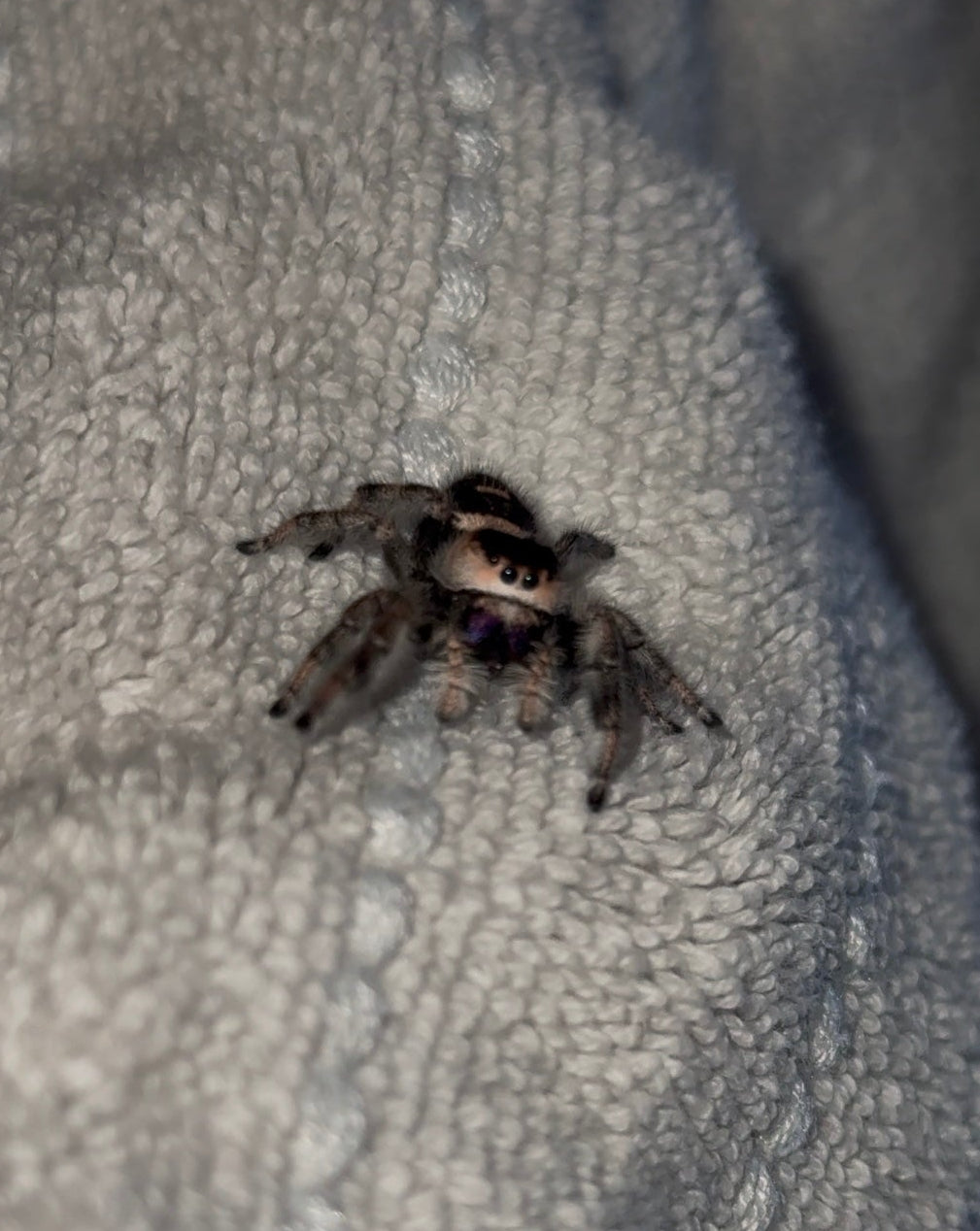 Maple - Light/Dark Phase x Black & White Lineage - Regal Jumper (Phidippus Regius)