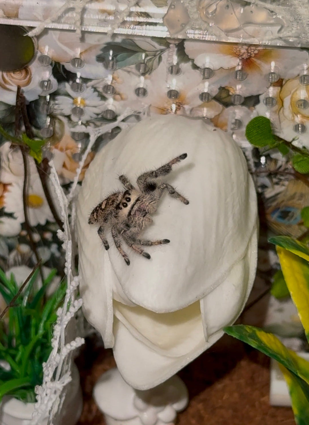 Maple - Light/Dark Phase x Black & White Lineage - Regal Jumper (Phidippus Regius)