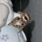 Willow - Golden Peach Phase x Ornate Crown Lineage - Canopy Jumper (Phidippus Otiosus)