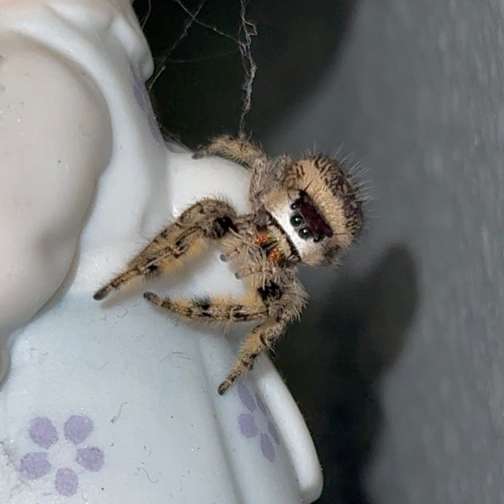 Willow - Golden Peach Phase x Ornate Crown Lineage - Canopy Jumper (Phidippus Otiosus)