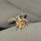 Willow - Golden Peach Phase x Ornate Crown Lineage - Canopy Jumper (Phidippus Otiosus)