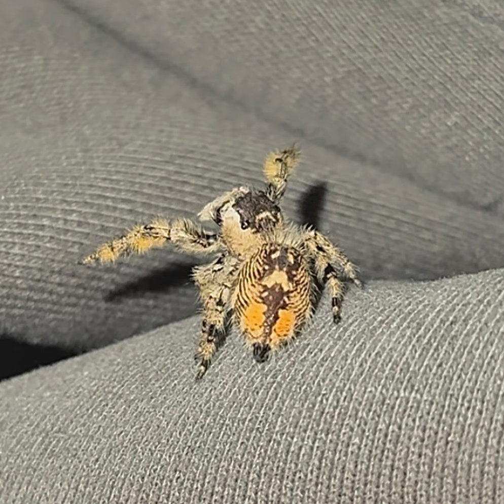 Willow - Golden Peach Phase x Ornate Crown Lineage - Canopy Jumper (Phidippus Otiosus)