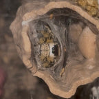 Willow - Golden Peach Phase x Ornate Crown Lineage - Canopy Jumper (Phidippus Otiosus)