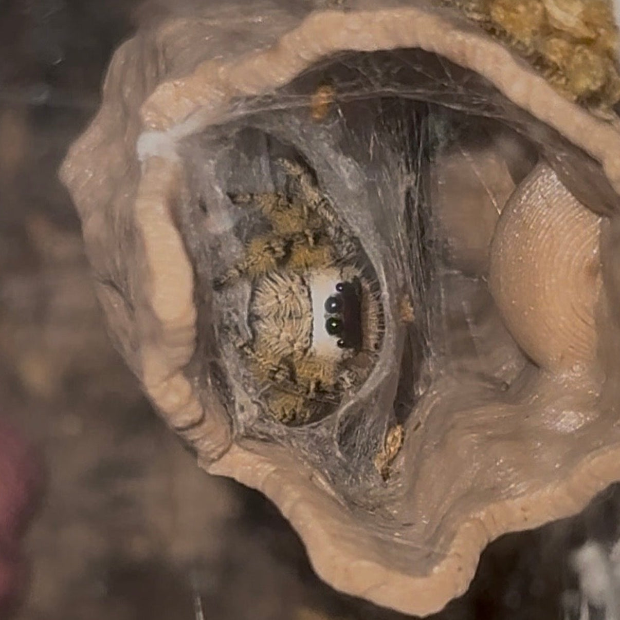 Willow - Golden Peach Phase x Ornate Crown Lineage - Canopy Jumper (Phidippus Otiosus)