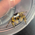 Willow - Golden Peach Phase x Ornate Crown Lineage - Canopy Jumper (Phidippus Otiosus)