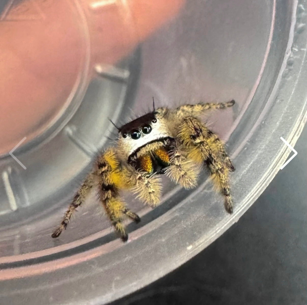 Willow - Golden Peach Phase x Ornate Crown Lineage - Canopy Jumper (Phidippus Otiosus)